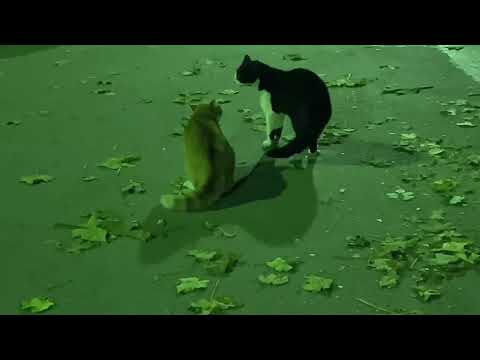 Sarajevske mačke u dubokom “razgovoru”