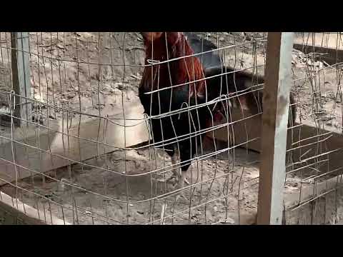 Greys, McRae, White Kelso