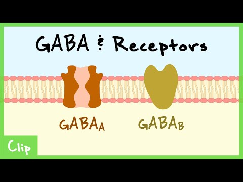 GABA Transmitter System & Synaptic Inhibition Explained (Shunting Inhibition, GABAa, GABAb) | Clip