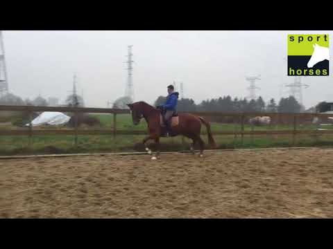 BWP | Sir Donovan  | Lord loxley