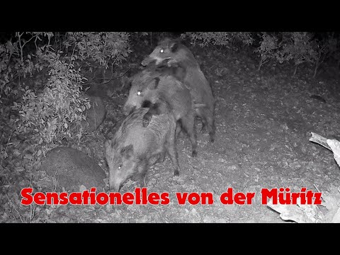 Sensationelles von der Müritz   Sensation from the Müritz