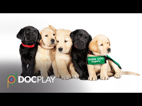 Pick of the Litter | Official Trailer | DocPlay