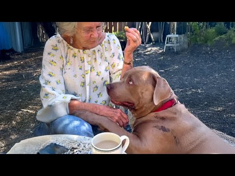 Quand les chiens et les grands-parents vieillissent ensemble ❤️