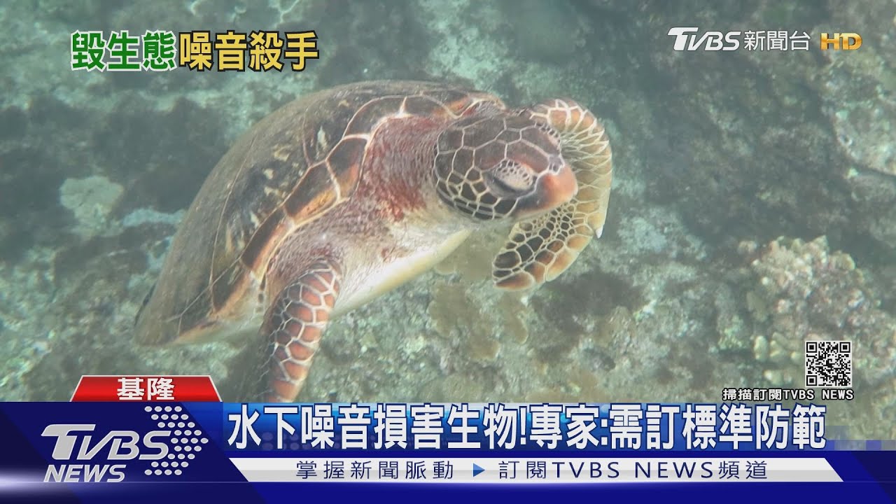 海洋生物無形殺手!海底噪音創新高 專家:船舶、水下施工危害大