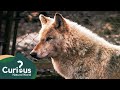 Can You Trust A Wolf As A Pet Predator Documentary Working With Wolves