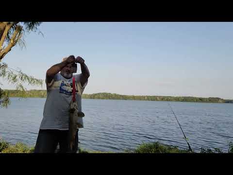 CARP CAUGHT 10MINS OR SO B4 STAN-DAY 08/28/2022