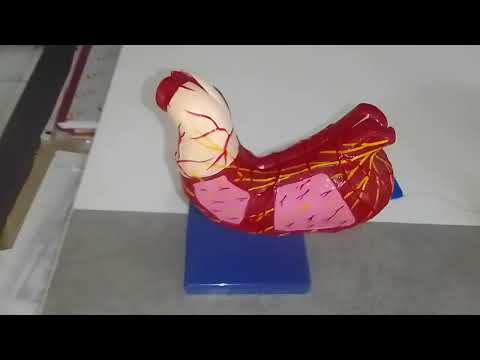 Human Stomach Model