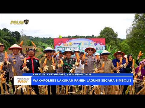 POLRES KUKAR BERSAMA FORKOPIMDA LAKSANAKAN PANEN RAYA JAGUNG DUKUNG SWASEMBADA PANGAN