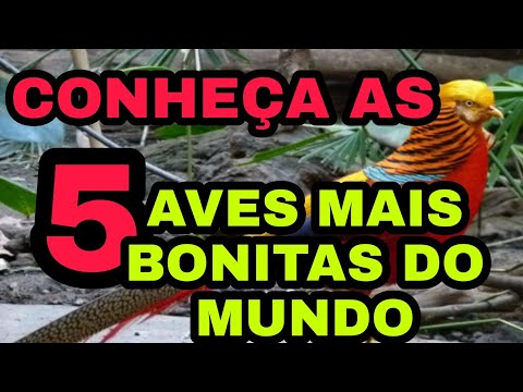 AS 5 AVES MAIS BONITAS DO MUNDO!  Most beautiful birds in the world!