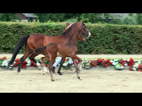 87 Quincys Dreamdancer  Hengst v. Sietlands Quincy - Diskus
