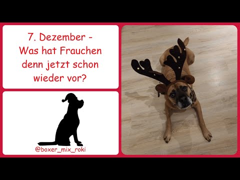 Rokis Adventskalender: 7. Dezember - Was hat Frauchen denn jetzt schon wieder vor?