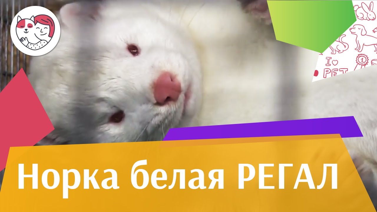 НОРКА БЕЛАЯ РЕГАЛ Агропромышленная выставка Золотая осень 2016 iLikePet
