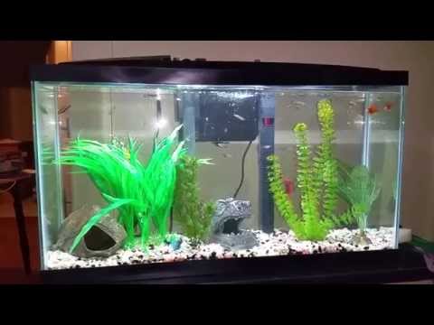 16 gallon Aqueon widescreen fish tank update