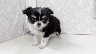 チワワ（ロング）の動画01