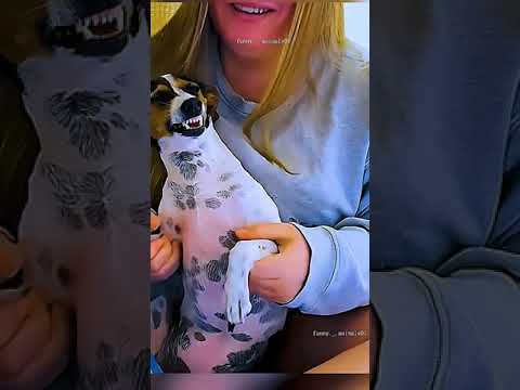 #cat 😂 #haha #cats #cat #catvideo #catlovers #pets #cute #petcute #Love #loveca