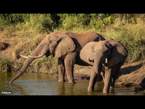 Live African Safari live webcam