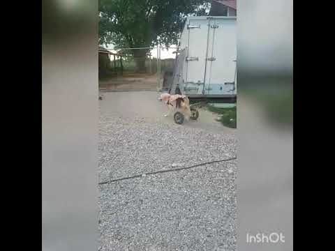 Video di MOIRA