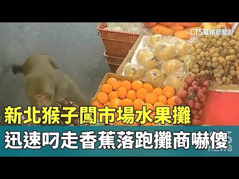 新北猴子闖市場水果攤　迅速叼走香蕉落跑攤商嚇傻