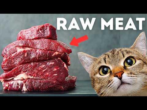 Is Raw Cat Food Safe for Cats? (The Truth No One Tells You)