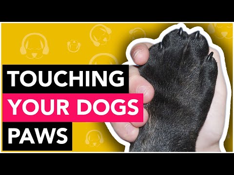 Why Won't My Dog Let Me Touch Their Paws?