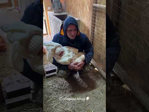 Собираем яички ПЕТРОВЧАНКА ЛЕРА petrovchanka_lera #garden #жизньзагородом #огород #shorts