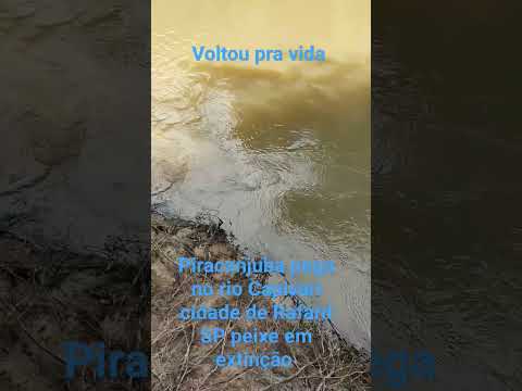 peixe em extinção, Piracanjuba pega no rio Capivari cidade de Rafard SP voltou pra vida #piracanjuba