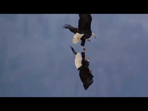 Documentales de la BBC presenta: aves, las cazadoras más poderosas del cielo
