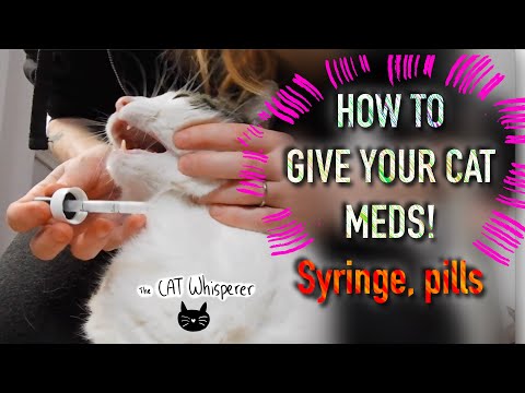 HOW TO GIVE YOUR CATS MEDS (syringe, pills)