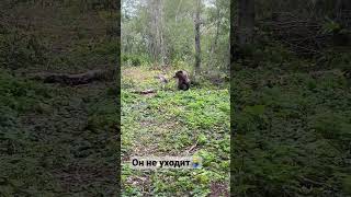 Медведь идёт на нас(часть3)