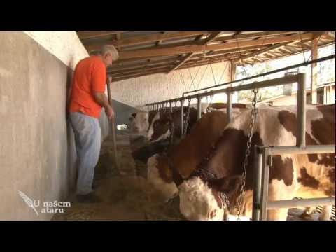 Tov junadi i proizvodnja mleka u Rutevcu HD   U nasem ataru 462