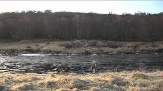 preview picture of video 'Helmsdale 2012 Salmon Opening.mov'