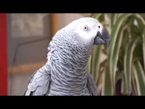 Epic Talking Parrot Cusses Up a Storm