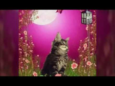 Especial 22 subcrictores