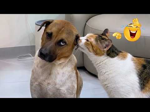 Funniest Animal FAILS Ever 😂 Ultimate Compilation 🐱🐶