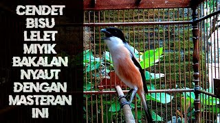 Download lagu Cendet BISU LELET MIYIK Langsung Nyaut Dengan Masteran Suara Cendet Yang Satu Ini mp3