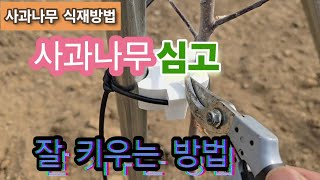 사과나무 식재하고 이것을 안하면 큰일난다