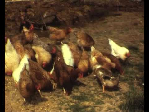 La polalha 