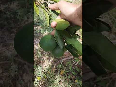 Cultivos da agricultura familiar