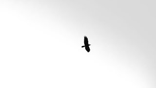 J.Cole - Caged Bird (Visualizer)