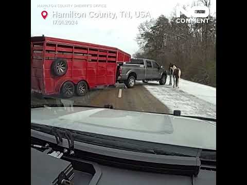 Tennessee sheriff's deputy finds horse on highway, helps it to safety