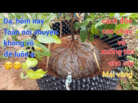 Cách đôn chậu cao để có bộ rễ đẹp cho cây Mai, dạ hôm nay Toàn nói chuyện không vô chủ đề ạ 🤭