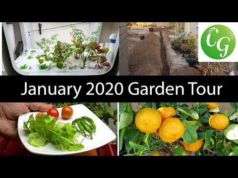 Growing Microgreens indoors with Spider Farmer Grow Light SF2000 and Vermisterra Coco Coir Mix