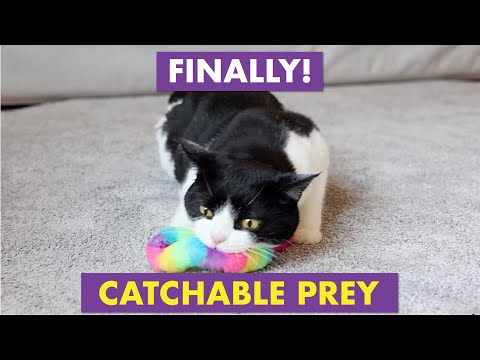 Cat Amazing Snatch Magnetic Wand