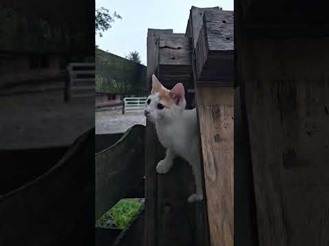 Kocięta 😻#kitty #kitties #koteczki #koteczek #koty #kiciuś #kicia