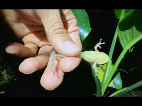 TRAILER: THE COQUÍS OF PUERTO RICO