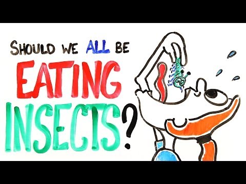 Měli bychom začít jíst hmyz?