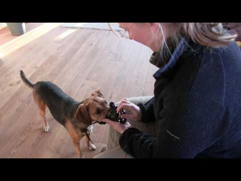 Muilkorf training, een korte introductie