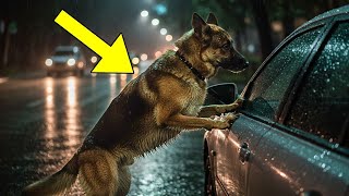 Abandoned German Shepherd Jumped at Car Windows Searching for His Owner—Then Everything Changed