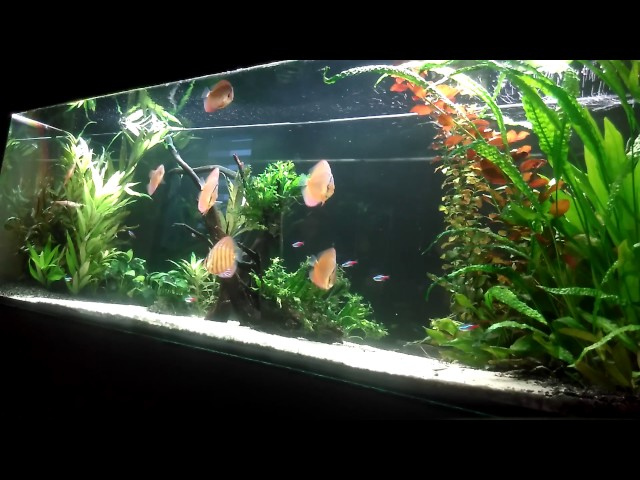 Akwarium z paletami Discus tank