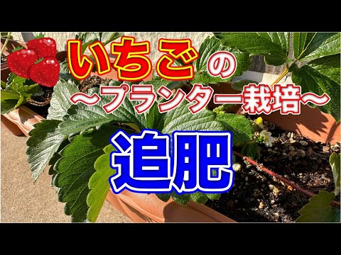 イチゴの肥料はいつ、どのように与えるのですか？一番良い肥料は何でしょうか？  庭園